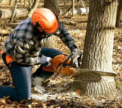 Tree Removal in Lake Andes, SD